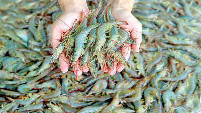 افزایش ۳۷درصدی تولید میگو