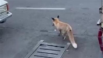 ببینید / شکار موش توسط روباه در میدان هفت تیر تهران