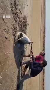  نجات یک لاک‌پشت واژگون در ساحل کنگان