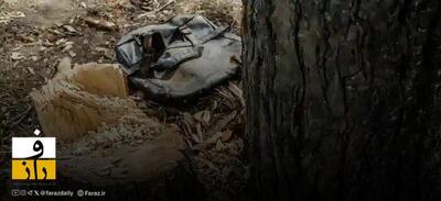  قطع درختان در محوطه امام‌زاده هاشم رشت | پاسخ منابع طبیعی