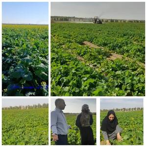  پایش مستمر برای مدیریت انگل «گل جالیز» کلزا در دهلران