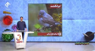  یک توصیه به علاقمندان آزادی پرندگان در طبیعت | جهان نیوز