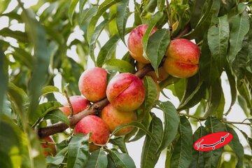  نیازی به چیدن نیست / برگ درخت زمان رسیدن میوه را نشان می‌دهد - کلبه سرگرمی