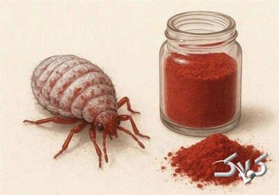 تهیه رنگ قرمز محصولات غذایی در ایران از نوعی حشرات | واکنش مقام ارشد سازمان غذا و دارو - مجله اینترنتی کولاک