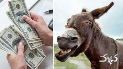 پهن الاغ گران‌تر از دلار شد! + قیمت جدید - مجله اینترنتی کولاک