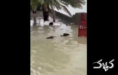 شنای یک گاو در سیلاب! + ویدئو | تصاویری از وضعیت زندگی مردم در میان گل و لای - مجله اینترنتی کولاک