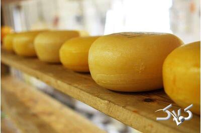 برای تقویت حافظه تا می‌توانید این پنیر را بخورید - مجله اینترنتی کولاک