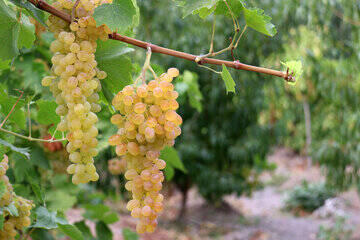 فیلم/ اینجا در زمستان انگور برداشت می‌کنند!
