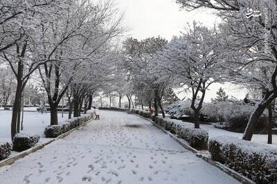 عکس/ بارش برف در زنجان