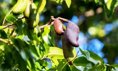  جاتوبا؛ گیاه بومی با خواص دارویی شگفت‌انگیز