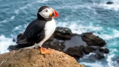 تراژدی نجات طوطی‌ دریایی؛ پرتاب جوجه‌ ها از صخره برای زندگی!