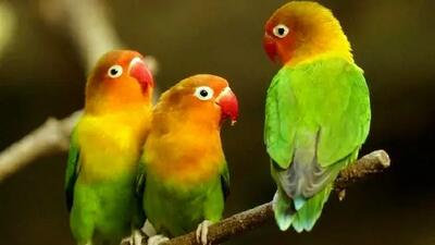  فیلمی که 84 ملیون بازدید گرفت!