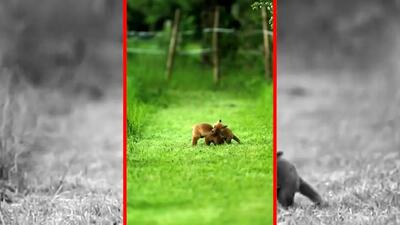 فیلم بازی و شیطنت بچه‌های روباه