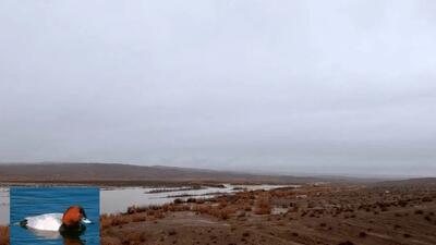 رویدادی شگفت‌انگیز / بازگشت دوباره پرنده ای نادر به ایران