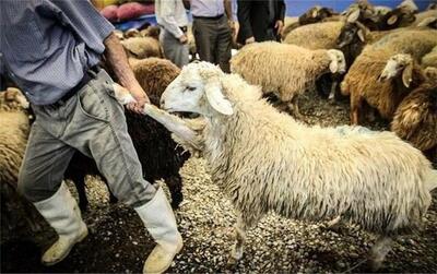 قیمت جدید دام زنده امروز چهارشنبه ۳ دی ۱۴۰۴