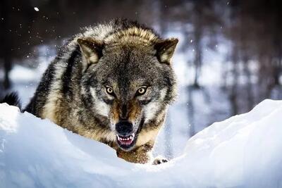 حمله گرگ گرسنه به روستای لمه‌درق کلیبر