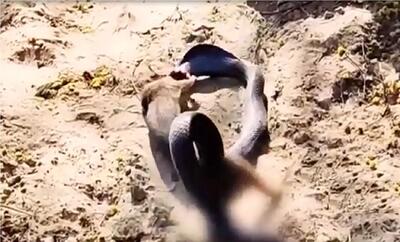  جذابیت حیات وحش؛ کشتی مذبوحانه مانگوس و مار که جنگل را به خاک و خون کشاند