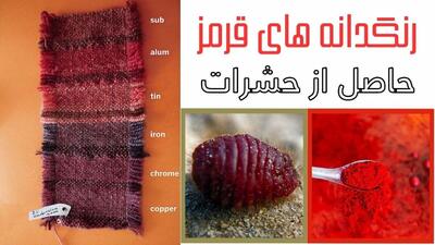  رنگ قرمز در محصولات غذایی از پوست حشرات تهیه می‌شود