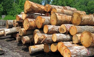 کشف یک هزار و ۳۲۴ تن فرآورده‌های جنگلی قاچاق