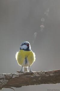 عکس: تصویری زیبا از سرمای اول صبح و بخار دهان بلبل!