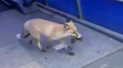 شکار موش توسط روباه در قلب تهران را ببینید