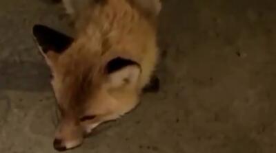 لحظات حمله روباه به یک زن