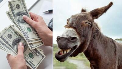  پهن الاغ گران‌تر از دلار شد! + قیمت جدید