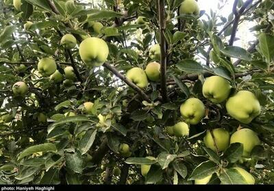 سیب بروجرد در نقشه گردشگری ایران/ثبت ملی جشنواره سیب - تسنیم