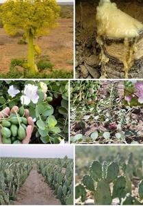 توسعه کشت گیاهان دارویی کم‌آب‌خواه متناسب با اقلیم یزد - تسنیم