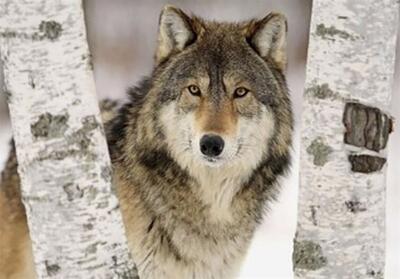 شبیخون گرگ در روستای لمه‌درق کلیبر - تسنیم