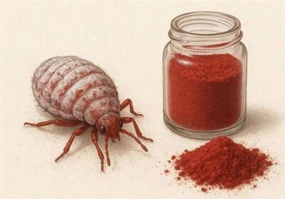 استفاده از رنگ قرمز تهیه‌شده از پوست حشرات در محصولات غذایی - تسنیم