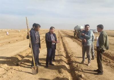 کشت گیاه   کاپاریس   در اراضی بیابانی ایلام کلید خورد - تسنیم