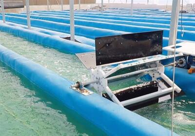 طلای سبز در شاهرود؛ روایت تولد یک صنعت دانش‌بنیان از دانشگاه تا بازار - تسنیم