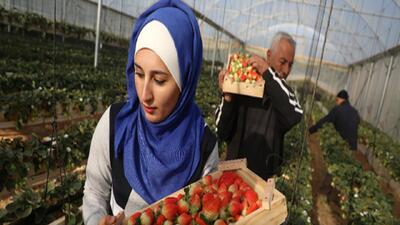  فروپاشی کامل کشاورزی در غزه؛ نابودی ۸۷ درصد زمین‌های زراعی تا سال ۲۰۲۵