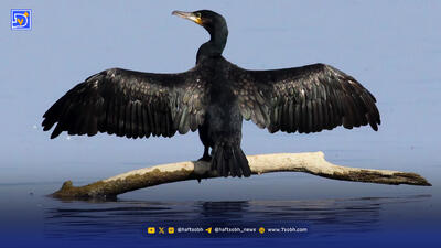 مرگ دسته‌جمعی باکلان‌ها