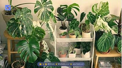  ۱۰ راهکار ساده و عملی برای محافظت از سالمندان در آلودگی هوا