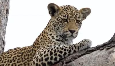 پلنگی در بالا، انسانی در پایین؛ اوج پیوند با طبیعت/ ببینید