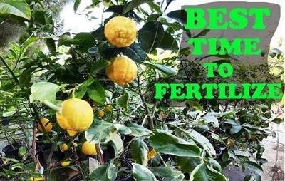 بهترین زمان کود دهی مرکبات شمال