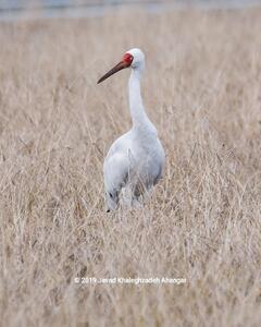 تصویر زیبایی از آخرین درنای سفید سیبری در ایران