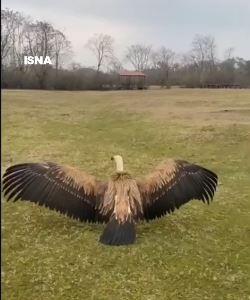 رهاسازی یک کرکس ارزشمند در طبیعت لیسار