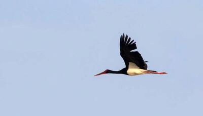 بازگشت امیدآفرین لک لک سیاه به سیستان و بلوچستان