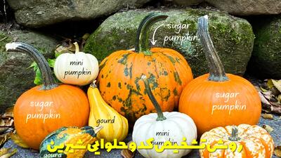  روش تشخیص کدو حلوایی شیرین و خوب | کدو حلوایی نارس را چگونه برسانیم؟