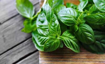 اخبار پزشکی و سلامت | خواص و مضرات ریحان برای سلامتی بدن؛ نکاتی که باید بدانید / ریحان چقدر برای بدن مفید است؟ بررسی اثرات مثبت و منفی گیاه محبوب