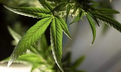 تأثیر ماری‌ جوانا بر سیستم ایمنی بدن؛ حقایقی که باید بدانید / مصرف ماری‌ جوانا و سلامت ایمنی بدن؛ پژوهش‌ ها چه می‌ گویند