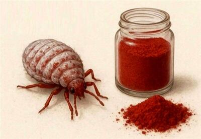 تهیه رنگ قرمز خوراکی در ایران از نوعی حشرات