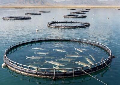 پرورش خاویار دریایی در گلستان/ طلای سیاه خزر برمی‌گردد