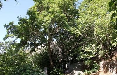  ثبت سه اثر طبیعی استان قزوین در فهرست آثار ملی