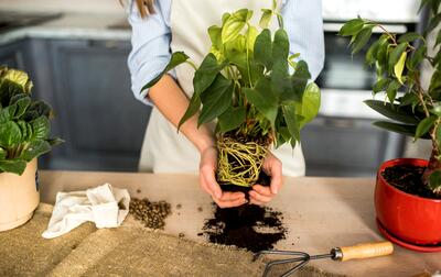 ۶ نشانه که گلدان گیاه شما کوچک شده - چیدانه