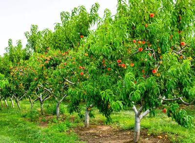  پردرآمدترین درختان میوه برای کشاورزی سودآور کدامند ؟