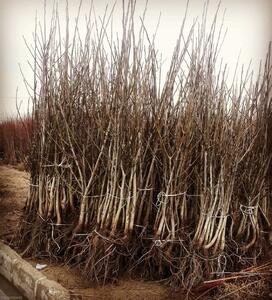  شرکت غرب نهال بزرگترین و معتبرترین مرکز تولید نهال اصلاح شده شناسنامه داردر ایران